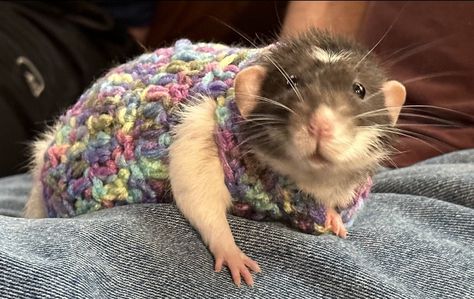 This is a pattern for a sweater for your pet rat friend! Rat Sweater Crochet Pattern, Rat Sweater, Cutest Babies Ever, Pet Rat, Cat Hacks, Cute Rats, Pet Rats, Silly Animals, Cute Stuffed Animals