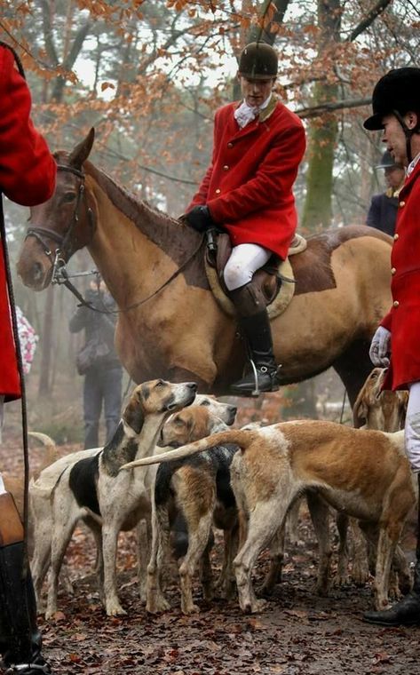 Red Coats, Tally Ho, British Country, Fox Hunting, Horses And Dogs, Equestrian Sports, The Fox And The Hound, Equestrian Life, English Countryside