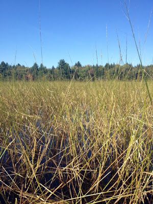 What I Learned to Do: Harvest Wild Rice How To Grow Wild Rice, Cooking Wild Rice How To, Missouri Foraging, Foragers Guide To Wild Foods, Autumn Wild Rice, Rice Plant, Rice Desserts, Darkest Black Color, Open Season