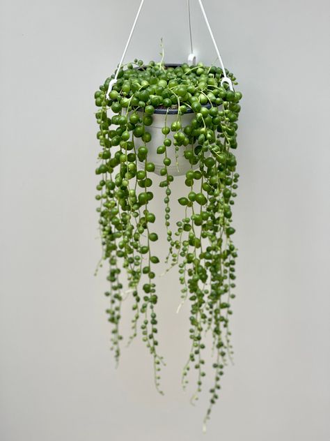 Excited to share the latest addition to my #etsy shop: Senecio Rowleyanus -String of Pearls - Pea Plant - Pot Size 15cm https://etsy.me/2ZHlIS1 #green #no #succulent #trailingplant #hangingplant #smallplant #peaplant #pearls #stringofpearls Pearl Of Strings Plant, Strong Of Pearls Plant, Plants Widget, Small Hanging Plants, Hanging Plants Ideas, Pearl Plant, Strings Of Pearls, String Of Pearls Plant, Pea Plant