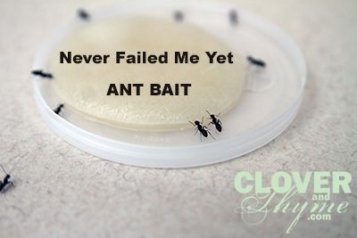 Homemade Ant Bait:  1/2 cup sugar, 1 cup very warm water, 2 TBS Borax    "I have had fantastic results with this mixture, in these proportions, on a variety of ants. **Make sure to keep these baits far away from pets and curious toddlers as it can be harmful and toxic to both.** When not in use, I keep the bait mixture in my fridge in a glass container on the bottom shelf, marked “ANT BAIT” in bold letters." Ant Bait, Rid Of Ants, Black Ants, Ant Killer, Get Rid Of Ants, Carpet Cleaning Hacks, Cleaners Homemade, Cleaning Ideas, Measuring Cup