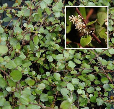 Wire Vine Plant, Muehlenbeckia Complexa, Wire Vine, Fast Growing Vines, Growing Vines, Household Plants, Garden Vines, Evergreen Plants, Garden Journal