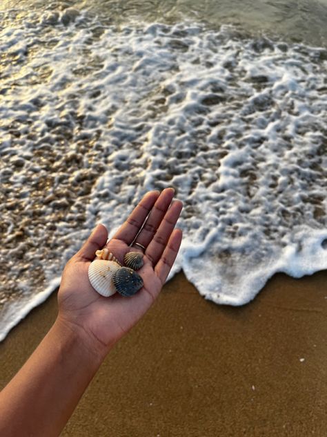 Beach shell aesthetics Beach Sea Shells Aesthetic, Beach Shells Aesthetic, Sea Shells Aesthetic, Shells Aesthetic, Beach Shells, Instagram Bio Quotes, H.e.r Aesthetic, She Sells Seashells, Sea Shore