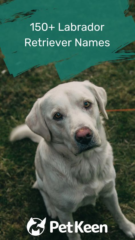 Lab Puppy Names, Puppy Names Female, Male Dog Names List, Labrador Retriever Names, Male Dog Names Unique, Puppy Names Unique, Boy Puppy Names, White Labrador Puppy, Puppies Names Female