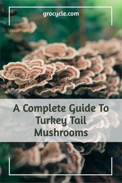 Growing Turkey Tail Mushrooms, Turkey Tale Mushroom, How To Grow Turkey Tail Mushrooms, Turkey Tail Mushroom Recipes, Turkey Tail Mushroom Recipe, Turkey Tail Mushroom Benefits, Turkeytail Mushrooms, Mushroom Logs, Growing Mushrooms Indoors