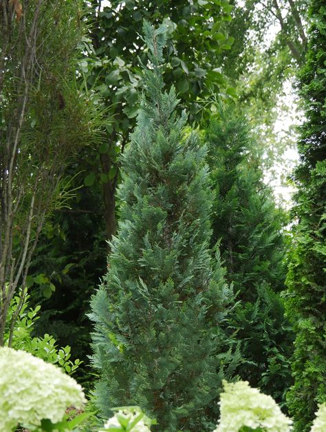 False Cypress, Chamaecyparis Lawsoniana, Easy Perennials, Ornamental Tattoo, Foundation Planting, Planting Hydrangeas, Low Maintenance Plants, Flowering Shrubs, Evergreen Shrubs