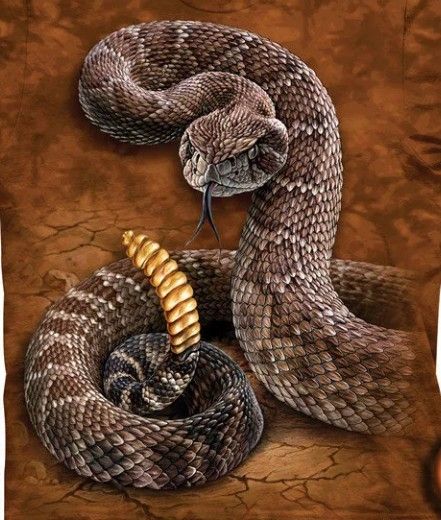 Timber Rattlesnake Drawing, Rattle Snake Tattoo Design, Timber Rattlesnake Tattoo, Rattlesnake Wallpaper, Diamondback Rattlesnake Tattoo, Rattlesnake Drawing, Rattlesnake Tattoo, Ship Tattoo Sleeves, Snake Sketch