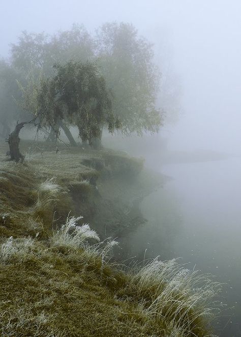 Two Trees, Trees, Water