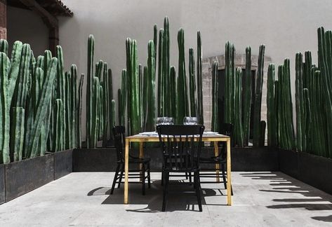 photo by Matthew Williams.   In northern Mexico, the 16th century city of Saltillo in the high Chihuahuan Desert is home to El Montero, a restaurant that celebrates old Mexico while with a modern menu. On the terrace of this elegant space, designed by Anagrama of Monterrey, Mexico, you will find tables surrounded by walls of tall cacti. Living Privacy Fences, Cactus Forest, Tall Cactus, Courtyard Ideas, Screen Plants, Privacy Plants, Living Fence, Cactus Wall, Backyard Privacy