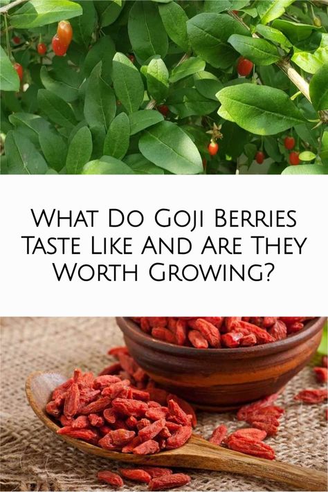 Growing Goji Berry Plants, Recipes Using Goji Berries, Benefits Of Goji Berries, Goji Berry Jam, Goji Berries Benefits, Growing Goji Berries, Prune Jam, Gogi Berries, Goji Berry Recipes