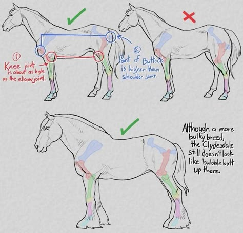 Horse Anatomy Reference, How To Draw A Character, How To Draw Horse, Horse Anatomy Drawing, How To Draw A Horse, Drawing A Horse, Horse Tutorial, Horses Reference, Horse Drawing Tutorial