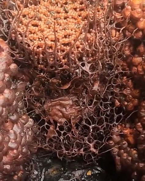 Weird bees nest in Australia | Australia, bees, Stranger Things, nest | This looks like something straight outta Stranger Things 😟 | By UNILAD | Facebook | It's pretty beautiful isn't it? Is it a dark bird? Hi darling. Amen. Have you seen anything quite like this? These are the tetragonula hawking sea which are an Australian native stingless bee found primarily in Queensland. This hive was rescued when it was discovered in a water meter. But was later relocated into a hardwood hive. They certai Jane Prentiss, Rotten Meat, Bees Nest, Bee Nest, Stingless Bees, Stone Forest, Organic Architecture, Australian Native, Idea Board