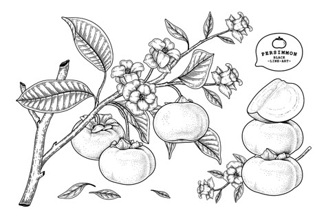 Fuyu Persimmon, Dragon Fruit Tree, Tree Drawing Simple, Persimmon Fruit, Vegetable Illustration, Hand Drawn Elements, Moth Art, Line Work Tattoo, Nature Drawing