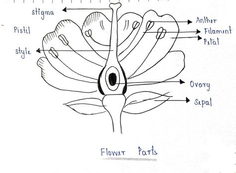 Diagram Ncert Class 10, Longitudinal Section, Biology Lessons, Outdoor School, Flowering Plants, Class 10, Parenting Skills, Plant Pictures, A Flower