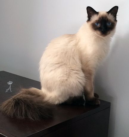 Balinese Balinese Cat, Hypoallergenic Cats, Persian Cats, Dream's Cat, Ragdoll Cats, Cat Pose, Siamese Cats, Warrior Cats, Balinese