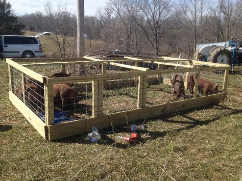 Hog Pen Ideas, Seasonal Homestead, Farming 101, Pig Tractor, School Farm, Livestock Shelter, Hobby Farming, Raising Pigs, Big Pigs