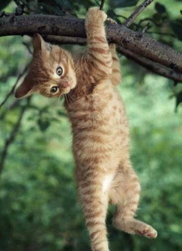 kitten hanging in the tree Cat Hanging, Funny Cat Compilation, Orange Cats, Curious Cat, Cat Climbing, Spark Joy, Domestic Cat, Cute Cats And Kittens, Orange Cat