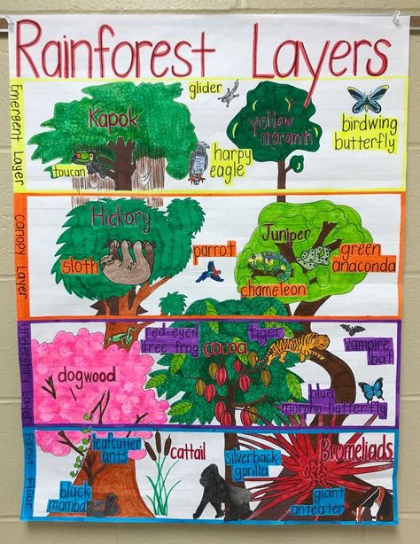 Rainforest Lesson Plans And Rainforest Activities For Kids Rain Forest Preschool Activities, Rainforest Animals Preschool, Rainforest Lesson Plans Preschool, Rainforest Activities Preschool, Rainforest Activities For Kids, Rainforest Lesson Plans, Rainforest Layers, Rainforest Preschool, Rainforest Facts