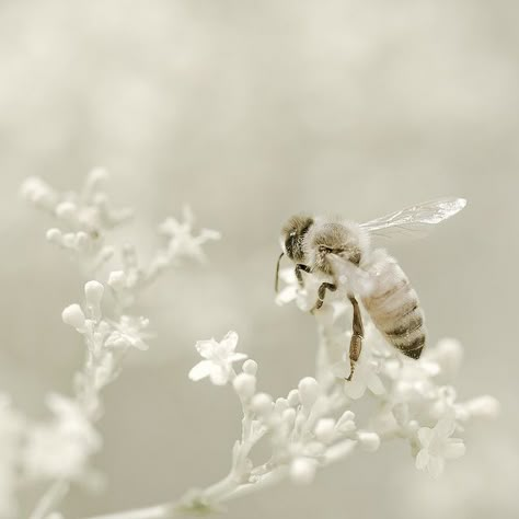 bee Foto Macro, Albino Animals, Save The Bees, Bee Happy, Bees Knees, Shades Of White, Bee Keeping, Macro Photography, Honey Bee