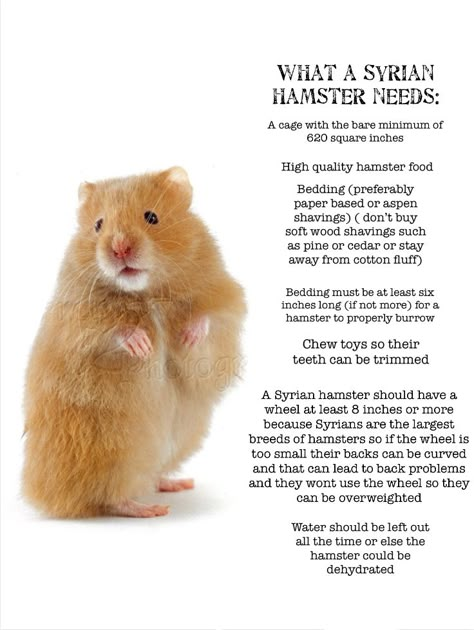 Siberian Hamster, Apartment Pets, Hamster Syrian, Hamster Diet, Cool Hamster Cages, Bear Hamster, Hamster Life, Hamster Stuff, Hamster Food