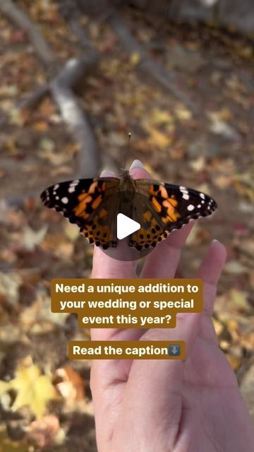 Live butterfly releases for weddings/events on Instagram: "Butterflies are just the unforgettable touch for any wedding or special event you have this year! They are a friendly butterfly and love to stick around after release to bask in the sunshine or taste test any nearby flowers. Painted Lady Butterflies are one of the most common butterflies and can be found on every continent except Antarctica. Comment below if you want butterflies for your wedding! We’re accepting orders for the 2024 Season!" Butterfly Send Off Wedding, Life Time Of Butterflies Bridal, Butterfly Release Wedding Exit, Butterfly Release Wedding, Releasing Butterflies At Wedding, Flowers Painted, Butterfly Species, Butterfly Wedding, Taste Test