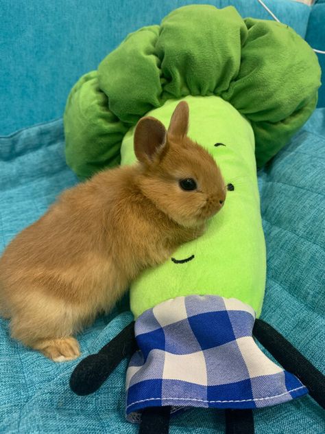 Small orange rabbit, bed, toy Orange Rabbit, Orange Bunny, Rabbit Bed, Toys, Orange, Bed, Animals, Quick Saves