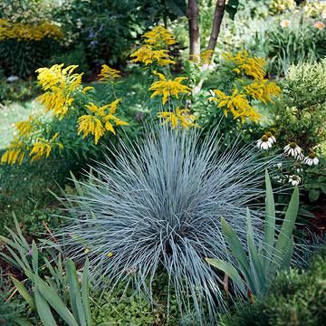 Blue oat grass full sun Helictotrichon Sempervirens, Grass Ornamental, Planting Palette, Blue Oat Grass, Low Maintenance Landscaping Front Yard, Plant Combos, Blue Fescue, Ornamental Grass, Fountain Grass