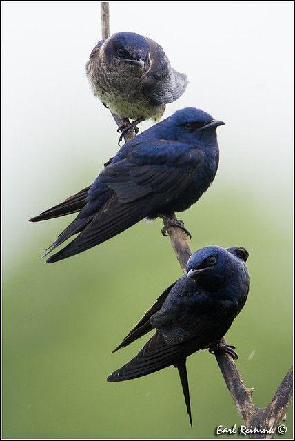 Martin Bird, Purple Martin, Bird House Plans, Bee Eater, Noahs Ark, Big Bird, Little Birds, Bird Feathers, Love Birds