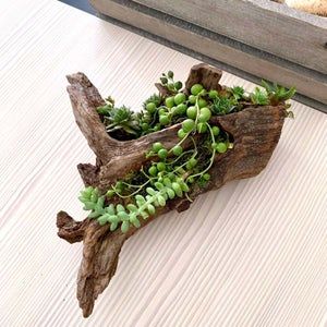 Driftwood Planters, Wood Succulent Planter, Front Yard Landscaping Pictures, Succulent Planter Diy, Florida Landscaping, Landscaping Florida, Planter Project, Front Yard Landscaping Diy, Succulent Garden Design