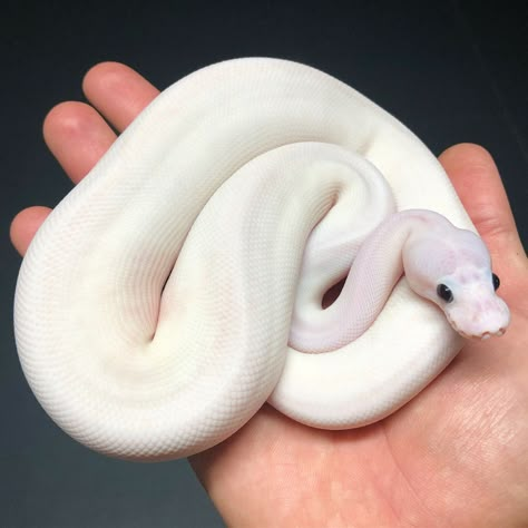 Python Royal, Baby Ball Python, Dream Snake, Snake Enclosure, Python Morphs, Snake Tank, Python Regius, Pretty Snakes, Ball Python Morphs