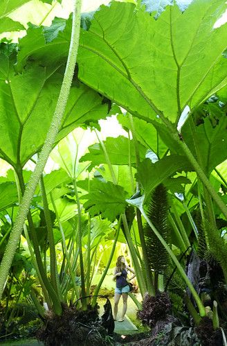 Gunnera Manicata, Dinosaur Food, Winter Sets, Jungle Gardens, Zone 9, Unusual Plants, Big Leaves, Foliage Plants, Exotic Plants