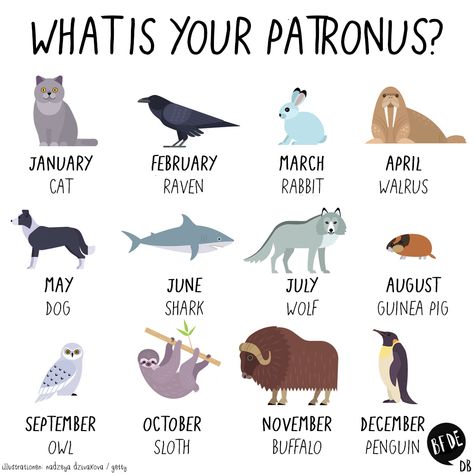 🦉 all me bitches! | “tag a friend who needs thir patronus ✨👀” Nebelung Cat, Dog Zodiac, Zodiac Signs Animals, Madara And Hashirama, Zodiac Sign Fashion, Zodiac Signs Leo, Zodiac Signs Gemini, Zodiac Signs Horoscope, Zodiac Signs Funny