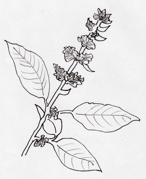 Latin Name: Ocimum basillicum  Family: Lamiaceae  Basil has many chemo-varieties.  It is used across the world as both an herb and spice.  Much research has been done on this aromatic herb.  RESEARCH    Safety and Quality     	High doses may be c... Tulsi Plant Drawing, Plant Drawing Sketch, Images For Drawing, Lowering Blood Sugar, Plant Drawings, Tulsi Plant, Steam Distillation, Plant Images, Plant Drawing