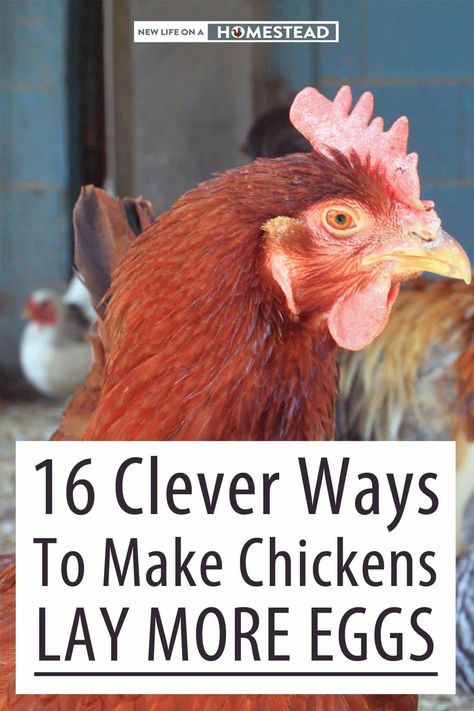 Natural Chicken Feed, Chicken Breeds For Eggs, What To Feed Chickens, Raising Livestock, Best Egg Laying Chickens, Chicken Coop Garden, Raising Farm Animals, Egg Laying Chickens, Backyard Chicken Coop Plans