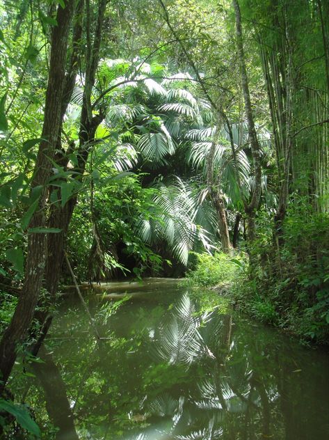 Thai Scenery, Tropical Rain Forest Aesthetic, Thailand Jungle, Vietnam Jungle, Mystical Rainforest, Biblical Paintings, Jazz Bar, Thailand, Paintings