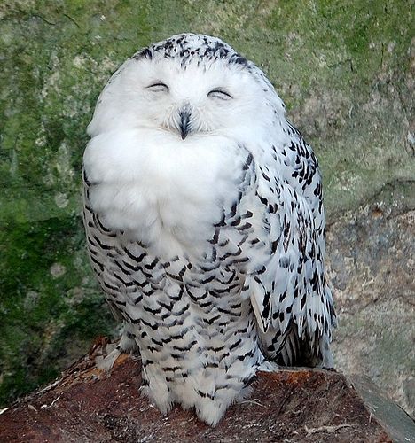 Happy Owl..actually a female Snowy Owl.  They do have a 'happy look' when photographed from the front and when they aren't protecting the nest Owls Cute, Happy Owl, Owl Wallpaper, Owl Photos, Owls Drawing, Owl Pictures, Beautiful Owl, Bird Wallpaper, Owl Bird