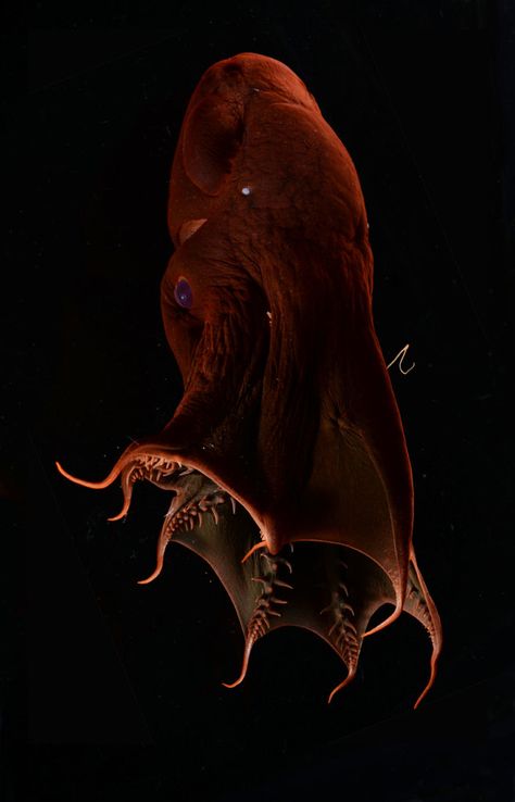 Vampire squid photo Stephen Haddock Ocean Monsters Deep Sea Creature, Deep Sea Creature, Vampire Squid, Deep Sea Life, Joe Miller, Ocean Depth, Deep Sea Creatures, Underwater Creatures, Water Life