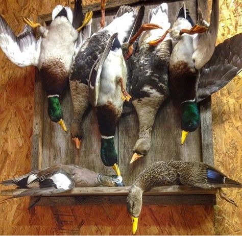 Duck Hunting Man Cave, Duck Taxidermy, Duck Hunting Decor, Deer Mount Decor, Duck Mounts, Hunting Man Cave, Waterfowl Taxidermy, Duck Mount, Waterfowl Art