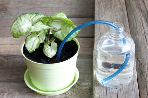 31+ Clever DIY Self-Watering Container Garden Ideas When You're Away Diy Self Watering Planter, Como Plantar Pitaya, Drip Irrigation Diy, Plant Watering System, Taman Diy, Self Watering Containers, Automatic Watering System, Self Watering Plants, Reuse Plastic Bottles