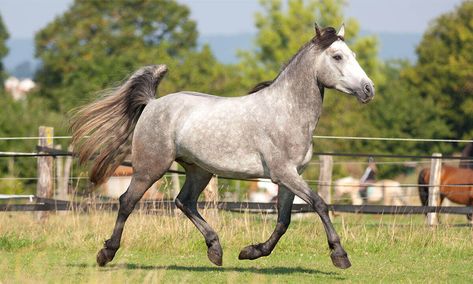 Connemara pony Irish Horse, Connemara Pony, Work Ethics, Pony Breeds, Thoroughbred Horse, Horse World, Miniature Horse, Clydesdale, Important Information