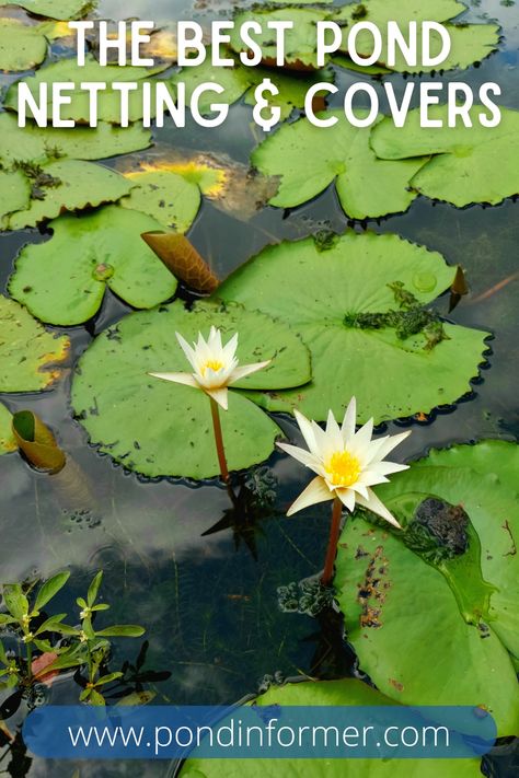 Guide to the best netting & covers for ponds, with information on the benefits of pond netting, a comparison of the different netting types, how much pond netting you really need, plus the best products reviewed. Pond Shade Cover Ideas, Pond Cover Ideas, Pond Covers, Pond Netting, Pond Cleaning, Garden Ponds, Pond Maintenance, Pond Pumps, Shade Cloth