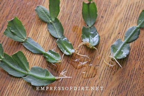 How to Grow Christmas Cactus Cuttings | Empress of Dirt How To Propagate Christmas Cactus In Water, Christmas Cactus Care How To Grow, How To Propagate A Christmas Cactus, How To Propagate Plants, Propagating Christmas Cactus, Thanksgiving Cactus Care, Propagation Methods, Christmas Cactus Propagation, Propagation Tips