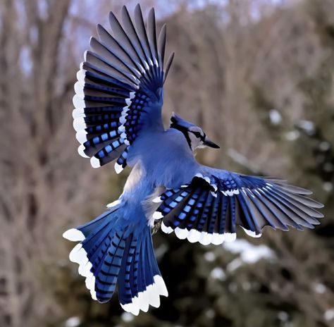 Blue Jay Flying, Jay R, Blue Animals, Blue Jay Bird, Creation Art, Jay Bird, Winter Blue, Blue Birds, Beautiful Bird