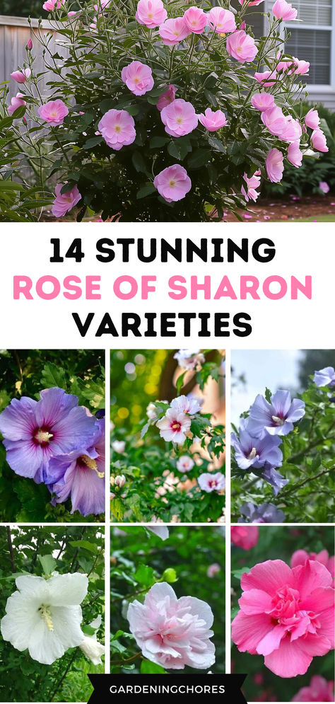 14 stunning Rose of Sharon varieties for Adding Late-Season Color to Your Garden Rise Of Sharon Bush, Rose Flower Garden Ideas, Pruning Rose Of Sharon Bush, Purple Pillar Rose Of Sharon, Pink Chiffon Rose Of Sharon, Roses Of Sharon, Rose Of Sharon Tree Landscape Ideas, Rose Of Sharon Landscape Ideas, Rose Of Sharon Hedge