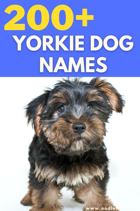 After you've picked your new companion, you're going to need to choose a good name that suits a Yorkie. Male Dog Names Unique, Puppies Names Female, Yorkie Breeders, Names Male, Yorkie Names, Dog Names Unique, Boy Dog Names, Cute Names For Dogs