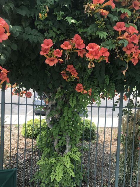 Campsis radicans Vine Fence, Campsis Radicans, Trumpet Creeper, Trumpet Flowers, Plant Names, Sloped Yard, Chicken Farming, Backyard Chicken Farming, Weed Barrier