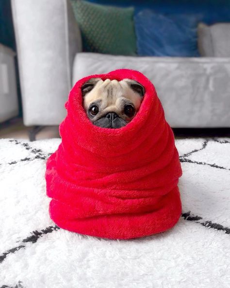 Loulou the Pug on Instagram: “Snug as a pug in a rug 🥰❤️” Funny Pugs, Baby Pugs, Spokane Washington, A Pug, Cute Pugs, Pug Love, Pug Life, Pug Dog, Little Dogs