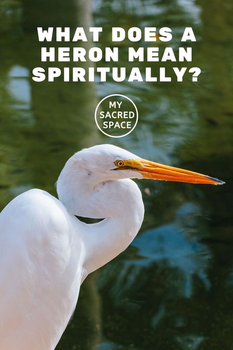 Heron spirit animals symbolize independence, intuition, insight, and versatility. Still, the real question is, what does the heron spirit animal mean for you? In this guide, I have covered heron’s symbolic and spiritual meaning so that you can connect to your intuition and find heron spirit animal’s unique messages for you. #heronspiritualmeaning #heronspiritanimal #heronspiritanimalmeaning #heronspirit #heronspiritual #blueheronspiritualmeaning #blueheronspiritanimal #whiteheronspiritualmeaning White Crane Spiritual Meaning, Heron Symbolism, White Heron, Crane Meaning, Bird Meaning, Spirit Animal Meaning, Animal Meanings, White Crane, White Egret