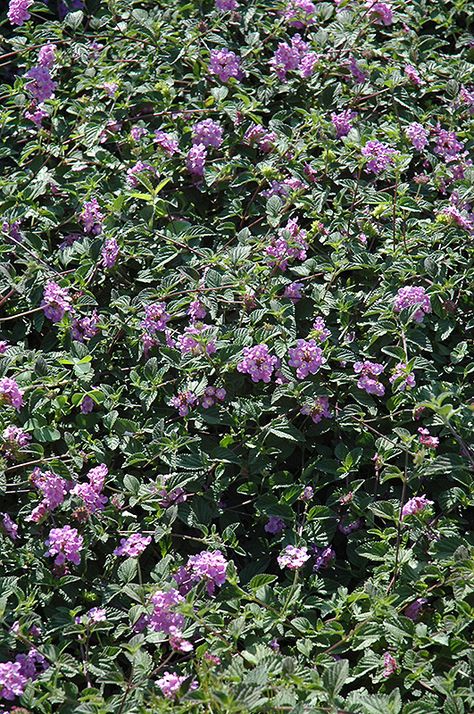 Trailing Lantana, Purple Lantana, Farm Greenhouse, Winnetka Illinois, Lilac Garden, Low Water Gardening, Perennial Grasses, Purple Plants, Sun Perennials