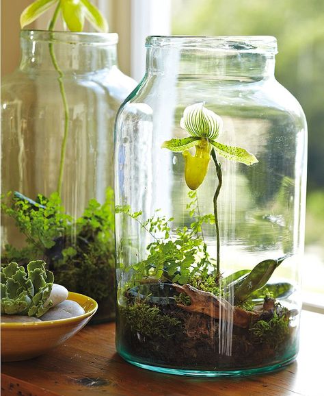 Garden Jars DIY. a way for some of us who are not indoor green thumbs to grow orchids Indoor Gardening Diy, Orchid Terrarium, Gardening Projects, نباتات منزلية, Deco Nature, Indoor Gardens, Garden Terrarium, Terraria, Jar Diy